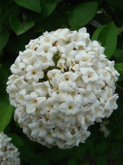 Viburnum carlcephalum